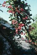 Five-Leaf Akeba / Akebia quinata